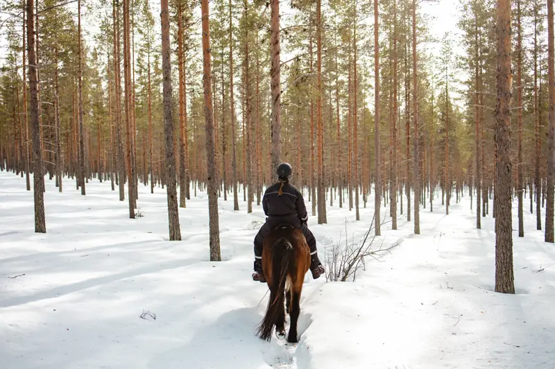 Horses Of Taiga Vinter